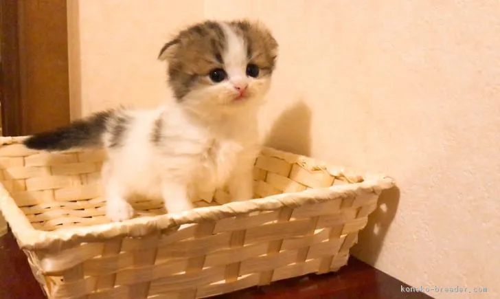 ID：1804-01848の子猫