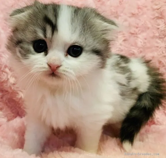 ID:2001-01353の子猫
