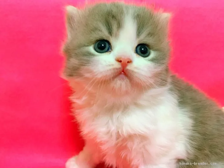 あさみ 様のお迎えした子猫