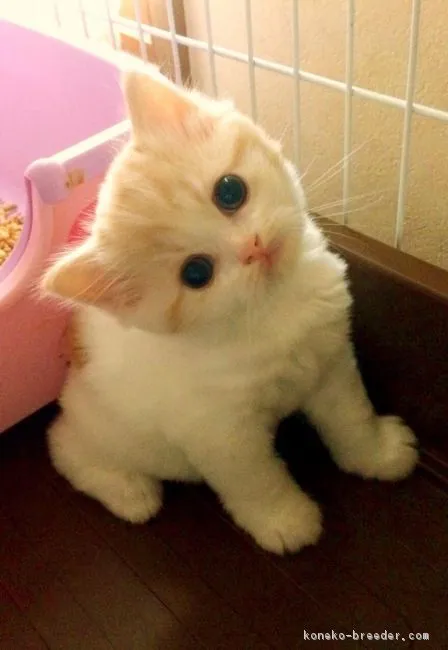 ID:1710-00175の子猫