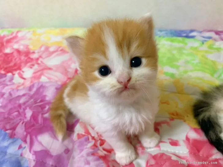 ID：2110-01252の子猫