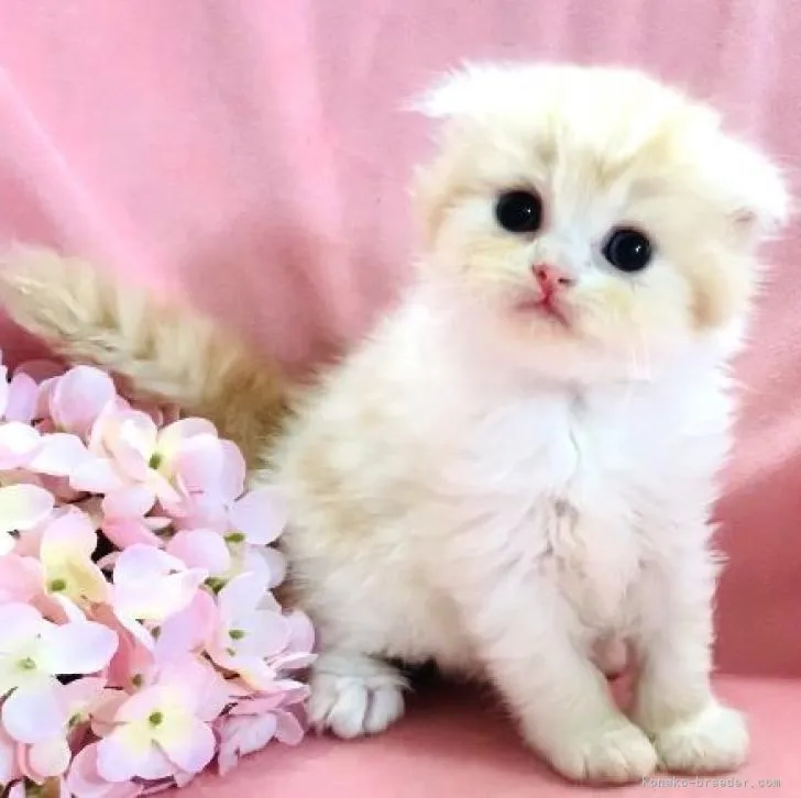 はく 様のお迎えした子猫