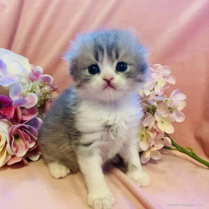 ID：2112-01912の子猫