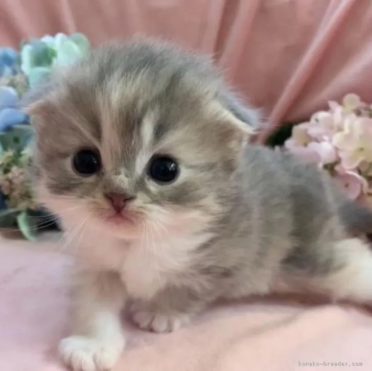 ID：2107-00995の子猫