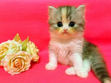 スコティッシュフォールド(立ち耳)【茨城県・女の子・2019年8月15日・ダイリュートキャリコ（ふわふわの三毛ロングヘアー）】の写真「天使な女の子！ママはダブルグランドチャンピオン🏆」