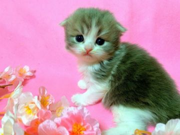 スコティッシュフォールド(折れ耳)【茨城県・男の子・2019年2月22日・ブルータビーホワイト（モフモフロング）】の写真「ママGr.CH  しっかり折れ耳のイケメンくん😍」