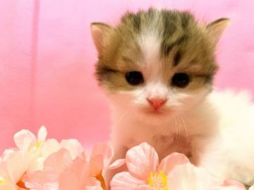 スコティッシュフォールド(立ち耳)【茨城県・男の子・2019年1月28日・ブラウンタビーホワイトバン（モフモフのロングヘア）】の写真「ダブルグランドチャンピオン直子,最優良血統」