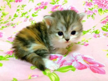 スコティッシュフォールド(立ち耳)【茨城県・女の子・2019年2月22日・キャリコ（モフモフロング）】の写真「ママはGr.CH  お顔のグラデーションカラー抜群」