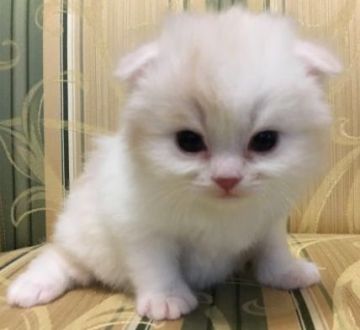 スコティッシュフォールド(折れ耳)【茨城県・男の子・2019年3月6日・クリームタビーホワイト（モフモフロングヘアー）】の写真「母猫ダブルグランドチャンピオン😼白い天使ちゃん❤️」