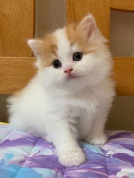 スコティッシュフォールド(立ち耳)【茨城県・男の子・2019年7月22日・レッドタビーホワイト（モフモフロングヘア）】の写真「ママはグランドチャンピオン💕
超イケメン王子👼」
