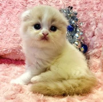 スコティッシュフォールド(折れ耳)【茨城県・男の子・2021年6月12日・クリームタビーホワイト（モフモフロングヘアー）】の写真「両親ダブルグランドチャンピオン🏆可愛すぎます😸」