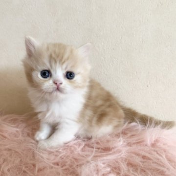 スコティッシュフォールド(立ち耳)【茨城県・男の子・2024年2月15日・クリームタビーホワイト（セミロング）】の写真「両親ダブルグランドチャンピオン🏆人懐こく甘えっ子」