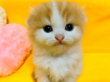 スコティッシュフォールド(折れ耳)【茨城県・女の子・2019年8月20日・レッドタビーホワイト（モフモフロングヘアー）】の写真「母猫グランドチャンピオン！目がくりくりな女の子😻」