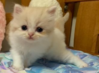 スコティッシュフォールド(立ち耳)【茨城県・男の子・2019年8月1日・クリームタビーホワイトバン（モフモフロングヘアー）】の写真「ママはダブルグランドチャンピオン🐈
癒しの天使👼」