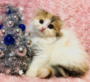 スコティッシュフォールド(折れ耳)【茨城県・女の子・2021年5月10日・キャリコ（モフモフロングヘアー）】の写真「両親ダブルグランドチャンピオン🏆超美猫ちゃん😻」