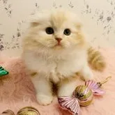 スコティッシュフォールド(折れ耳)【茨城県・男の子・2023年10月1日・クリームタビーホワイト】の写真1「🌸可愛いプリンス🌸」