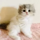 スコティッシュフォールド(立ち耳)【茨城県・女の子・2024年2月15日・ダイリュートキャリコ🍓】の写真1「可愛い女の子🩷」