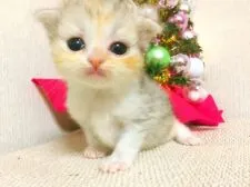 スコティッシュフォールド(折れ耳)【茨城県・女の子・2017年11月22日・ダイリュートキャリコ】の写真1「12/12に撮影しました。5人兄妹の中で唯一の柄で、困っちゃうみたいなお顔が愛らしいです😍」