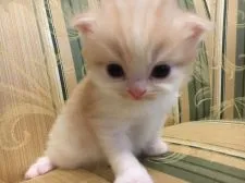 スコティッシュフォールド(立ち耳)【茨城県・男の子・2019年3月6日・クリームタビーホワイト】の写真1「とても可愛いイケメン王子様」
