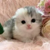 スコティッシュフォールド(折れ耳)【茨城県・女の子・2023年2月14日・ダイリュートキャリコ】の写真1「🌸可愛いお目目の綿菓子ちゃん🌸」