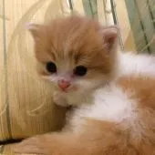 スコティッシュフォールド(立ち耳)【茨城県・女の子・2018年11月9日・レッドホワイト】の写真2「オレンジ色がめちゃくちゃ可愛い😍」