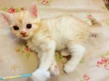 スコティッシュフォールド(立ち耳)【茨城県・男の子・2017年11月1日・カメオタビーホワイト】の写真2「12/17に撮影致しました。元気が良く、良くご飯を食べて、良く甘えてきます😻」