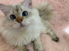 ブリティッシュロングヘア【・男の子・2023年2月17日・ブラックゴールデンティックドタビー】