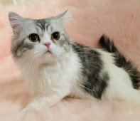 スコティッシュフォールド【・男の子・2022年1月15日・シルバータビーホワイト】