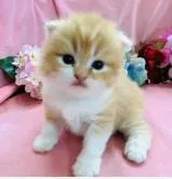 スコティッシュフォールド(折れ耳)【茨城県・男の子・2022年6月10日・レッドタビーホワイト】の写真2「❣️しっかりホールドしたお耳が素晴らしい❣️」