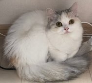 スコティッシュフォールド【・女の子・2022年4月30日・シルバーパッチドタビーホワイト】