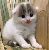 スコティッシュフォールド(折れ耳)【茨城県・女の子・2019年8月1日・ダイリュートキャリコバン】の写真2「可愛い癒し系の天使ちゃんです」