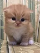 スコティッシュフォールド(折れ耳)【茨城県・女の子・2019年3月6日・レッドタビーホワイト】の写真2「オレンジシャーベット🧡の毛色」