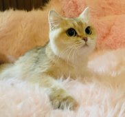 ブリティッシュショートヘア【・女の子・2024年8月26日・ブラックゴールデンジェーデッド】