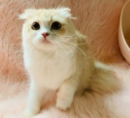 スコティッシュフォールド【・女の子・2023年9月2日・クリームタビーホワイト】