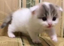 スコティッシュフォールド(折れ耳)【茨城県・女の子・2019年8月1日・ダイリュートキャリコバン】の写真3「可愛いお顔で甘えてきます👼」