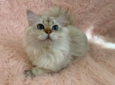 ブリティッシュロングヘア【・男の子・2023年2月17日・ブラックゴールデンティックドタビー】