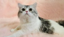 スコティッシュフォールド【・男の子・2022年1月15日・シルバータビーホワイト】