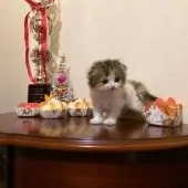 スコティッシュフォールド(折れ耳)【茨城県・女の子・2018年4月1日・キャリコ(ロングヘアー)】の写真3「白毛も雪色で艶があり白と黒と赤のバランスが良く、長いしなやかな尻尾が魅力的」