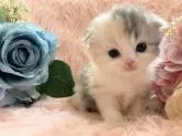 スコティッシュフォールド(折れ耳)【茨城県・女の子・2023年2月14日・ダイリュートキャリコ】の写真3「🌸可愛いクリクリお目目が素敵🌸」