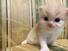 スコティッシュフォールド(立ち耳)【茨城県・男の子・2019年3月6日・クリームタビーホワイト】の写真4「お目々がクリクリぱっちりで可愛い抜群💕」