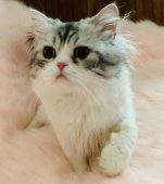スコティッシュフォールド【・男の子・2022年1月15日・シルバータビーホワイト】