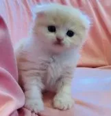 スコティッシュフォールド(折れ耳)【茨城県・女の子・2022年3月1日・クリームタビーホワイト】の写真4