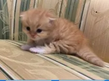 スコティッシュフォールド(折れ耳)【茨城県・女の子・2019年3月6日・レッドタビーホワイト】の写真4「手袋とソックスが可愛い💕」