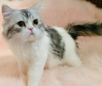 スコティッシュフォールド【・男の子・2022年1月15日・シルバータビーホワイト】