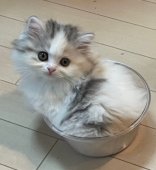 スコティッシュフォールド【・女の子・2022年4月30日・シルバーパッチドタビーホワイト】