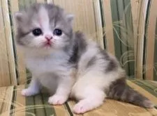 スコティッシュフォールド(立ち耳)【茨城県・女の子・2019年8月1日・ダイリュートキャリコ】の写真5「お目目がぱっちぱちで可愛すぎ可愛すぎ😍」