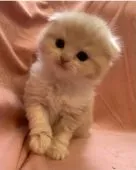 スコティッシュフォールド(折れ耳)【茨城県・女の子・2022年3月1日・クリームタビーホワイト】の写真5