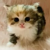 スコティッシュフォールド(立ち耳)【茨城県・女の子・2025年9月25日・キャリコ(三毛)🍬】の写真10