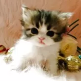 スコティッシュフォールド(立ち耳)【茨城県・男の子・2025年9月25日・ブラウンタビーホワイト🐬】の写真10