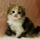スコティッシュフォールド(立ち耳)【茨城県・女の子・2025年9月25日・キャリコ(三毛)🍬】の写真11